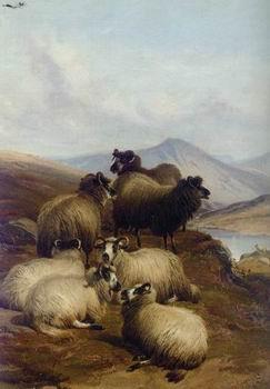  Sheep 192